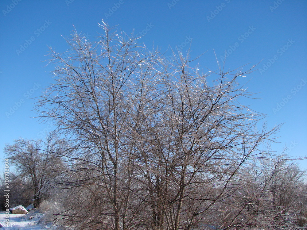 View against the sun on the icy tops of the bushes on the trees of the steppe forest sparkling with iridescent colors against the background of the blue sky.
