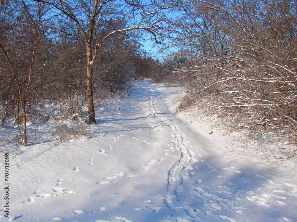 Obraz premium A landscape of a small forest path covered with fresh fluffy snow winding between young trees into the blue sky in the distance.