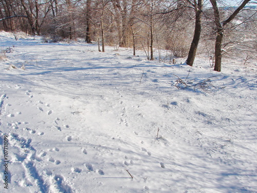 A panorama of a white fluffy carpet of fresh snow under the bright rays of the frosty sun at the foot of the forest strip.