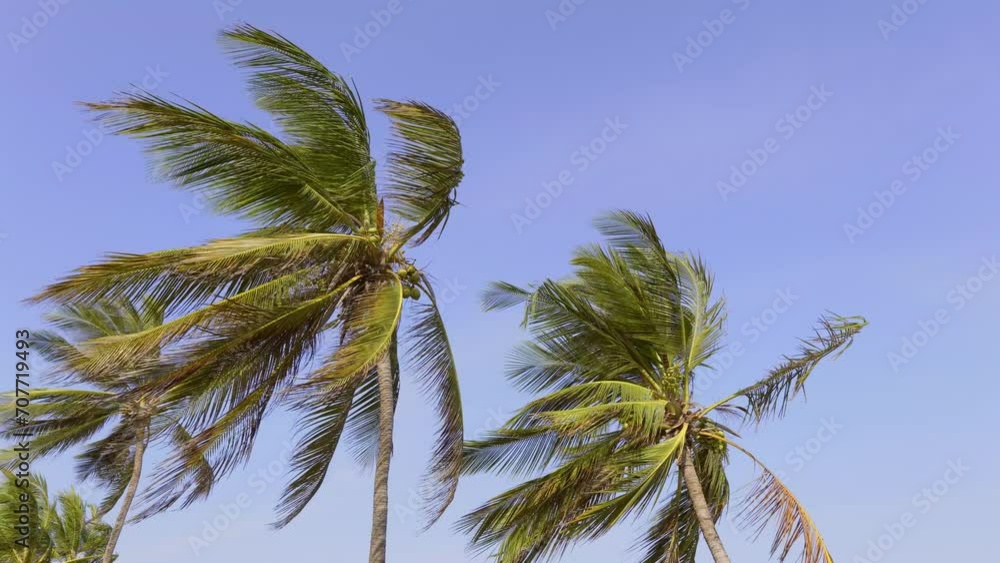 Palm tree swaying against blue sky