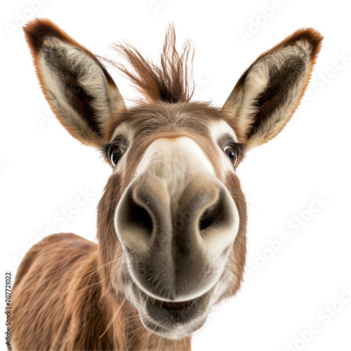 Close up of smiling donkey 
