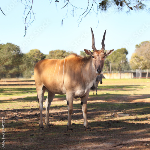 Eland antelope (Taurotragus Oryx or Derbianus)