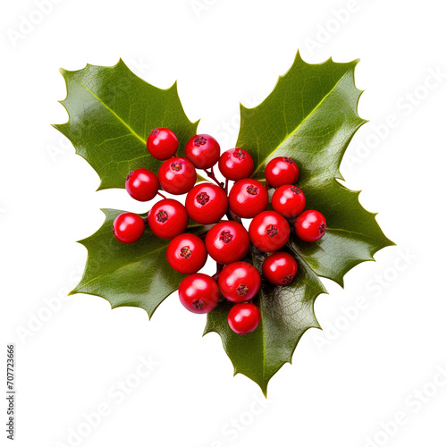 holly leaves and berries isolated on transparent background Remove png, Clipping Path, pen tool