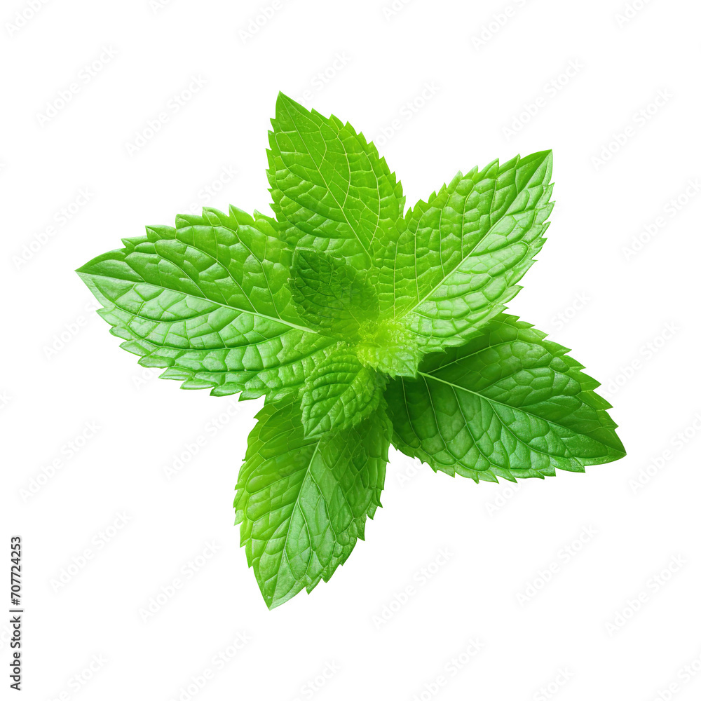 fresh mint leaves isolated on transparent background Remove png, Clipping Path, pen tool fresh mint leaves isolated on transparent background Remove png, Clipping Path, pen tool