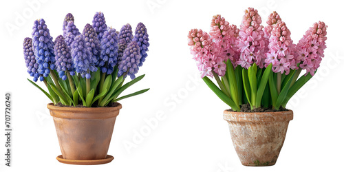 Set of spring flowers isolated on transparent background, generative AI.