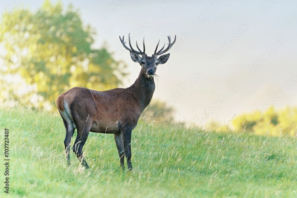 a young red deer stands in a meadow on the horizon. Cervus elaphus. A stag in the nature habitat. a young red deer stands in a meadow on the horizon. Cervus elaphus. A stag in the nature habitat.