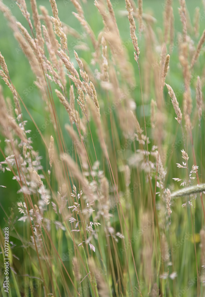 Grasses in a meadow Grasses in a meadow