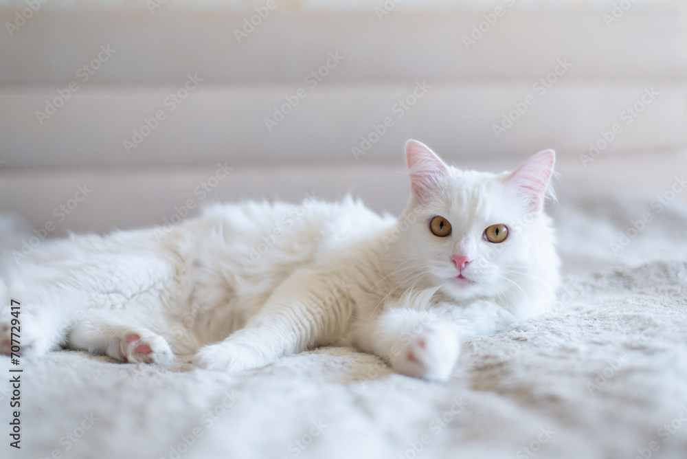 Cute fluffy white cat lying on the floor looking at the camera. Life of pets in an apartment