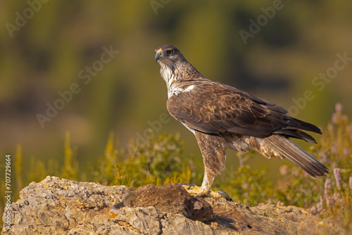 Orzeł południowy, orzełek południowy, orzełek Bonellego (Aquila fasciata) © Grzegorz