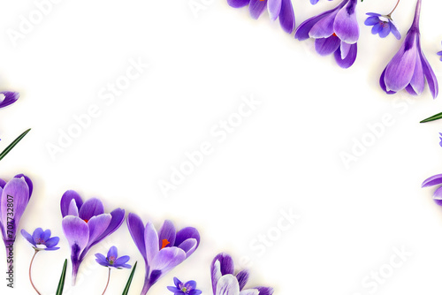 Violet flowers crocuses, flowers hepatica on a white background with space for text. Top view, flat lay. Spring flowers