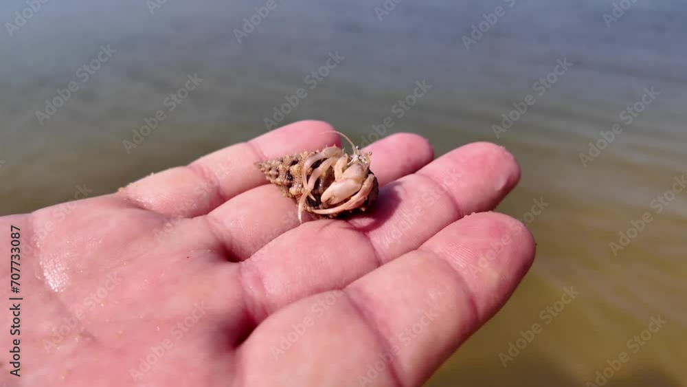 A hermit crab in a spiral shell resting on a human palm against a blurred background of water A hermit crab in a spiral shell resting on a human palm against a blurred background of water