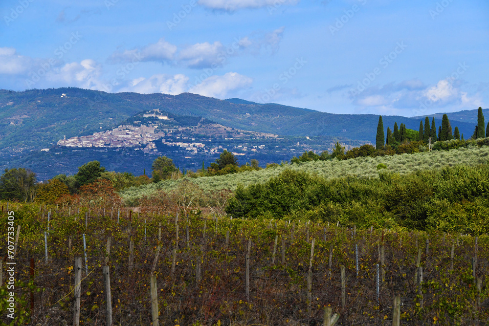 Vigne, oliveti e Cortona, Toscana