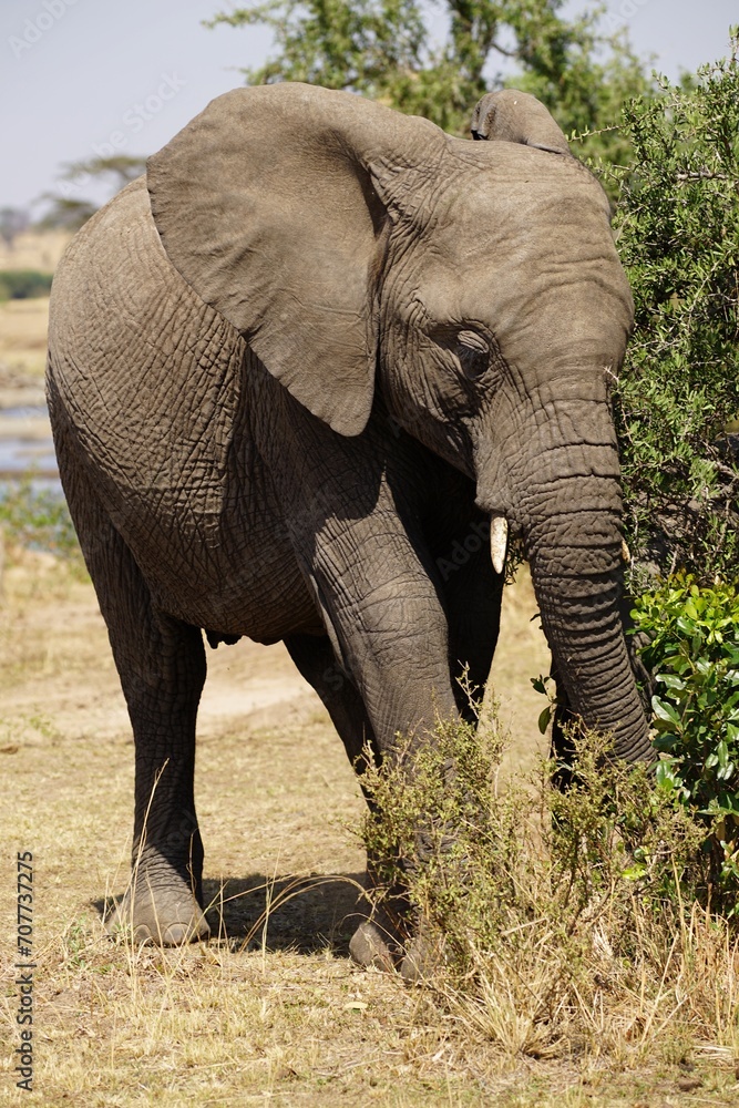 african wildlife, elephant
