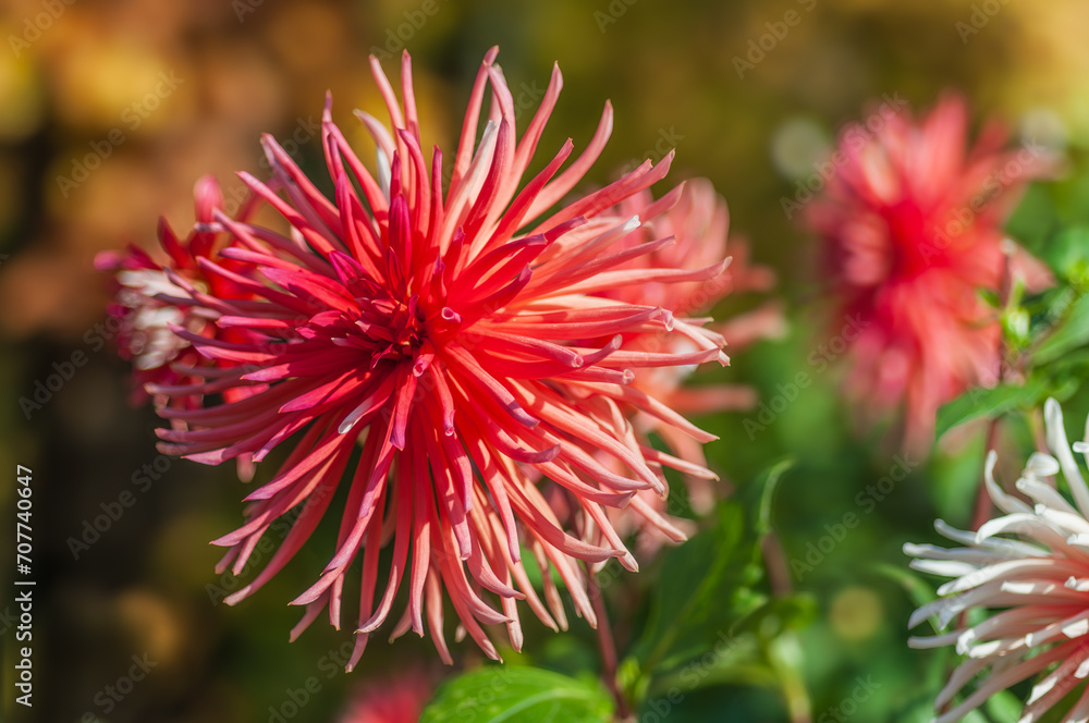 Close-up of a vibrant orange dahlia flower showcasing its delicate petals in exquisite detail. Perfect for nature-themed projects and designs. Close-up of a vibrant orange dahlia flower showcasing its delicate petals in exquisite detail. Perfect for nature-themed projects and designs.