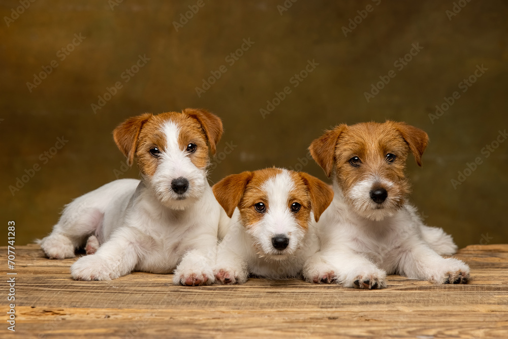 Jack Russell Terrier puppy on a brown background Jack Russell Terrier puppy on a brown background
