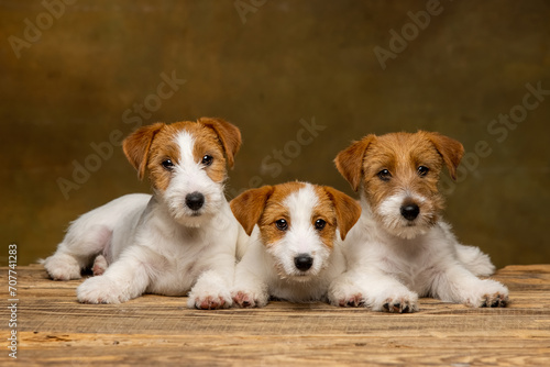 Jack Russell Terrier puppy on a brown background © Игорь Олейник