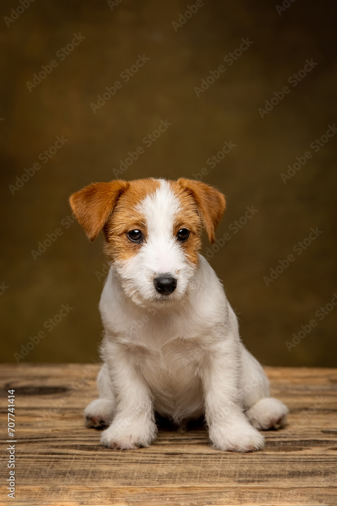 Jack Russell Terrier puppy on a brown background Jack Russell Terrier puppy on a brown background