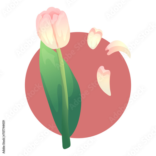 A bouquet of pink tulips in a vase or in a wrapper. Flat illustrations for greetings on the occasion of March or Women's Day.
