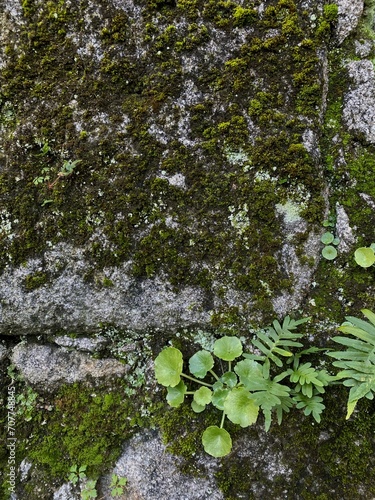 close-up photo of a fragment of a mossy stone wall with green plants growing through it