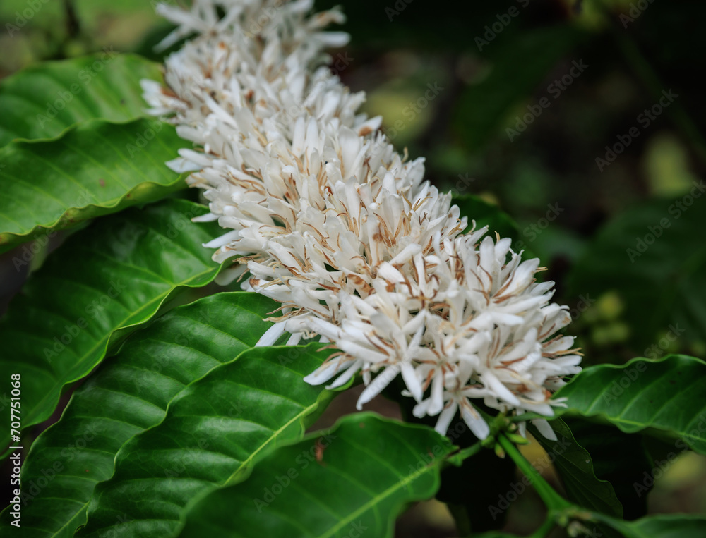 Coffee bean flowers blossom blooming on tree Coffee bean flowers blossom blooming on tree