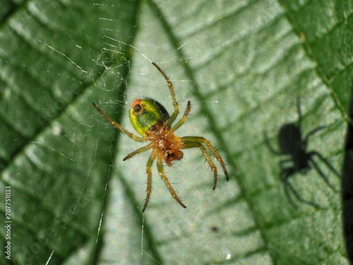 spider on green leaf in the wild, closeup of photo.