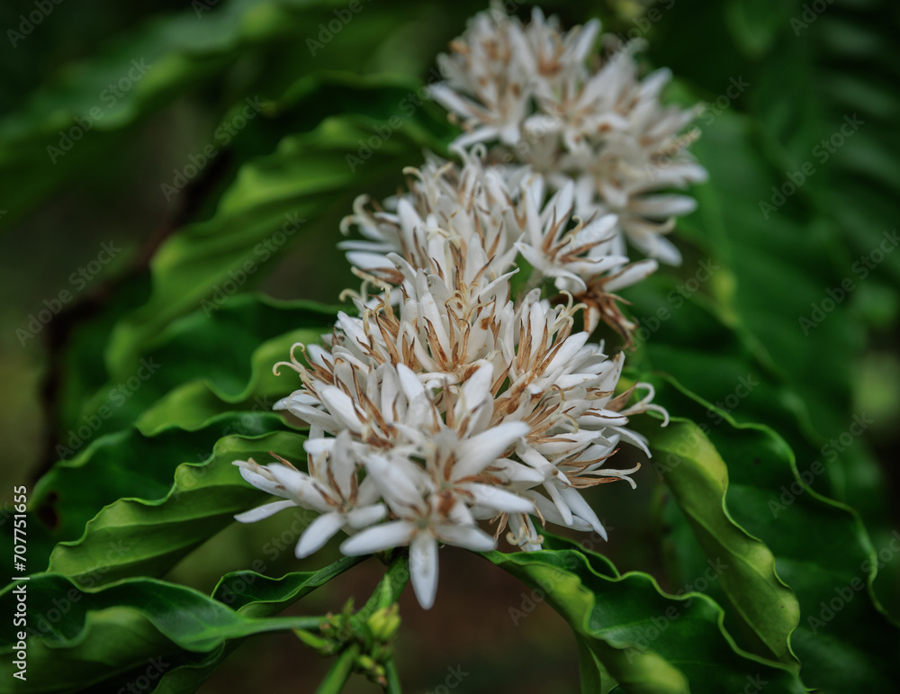Coffee bean flowers blossom blooming on tree Coffee bean flowers blossom blooming on tree