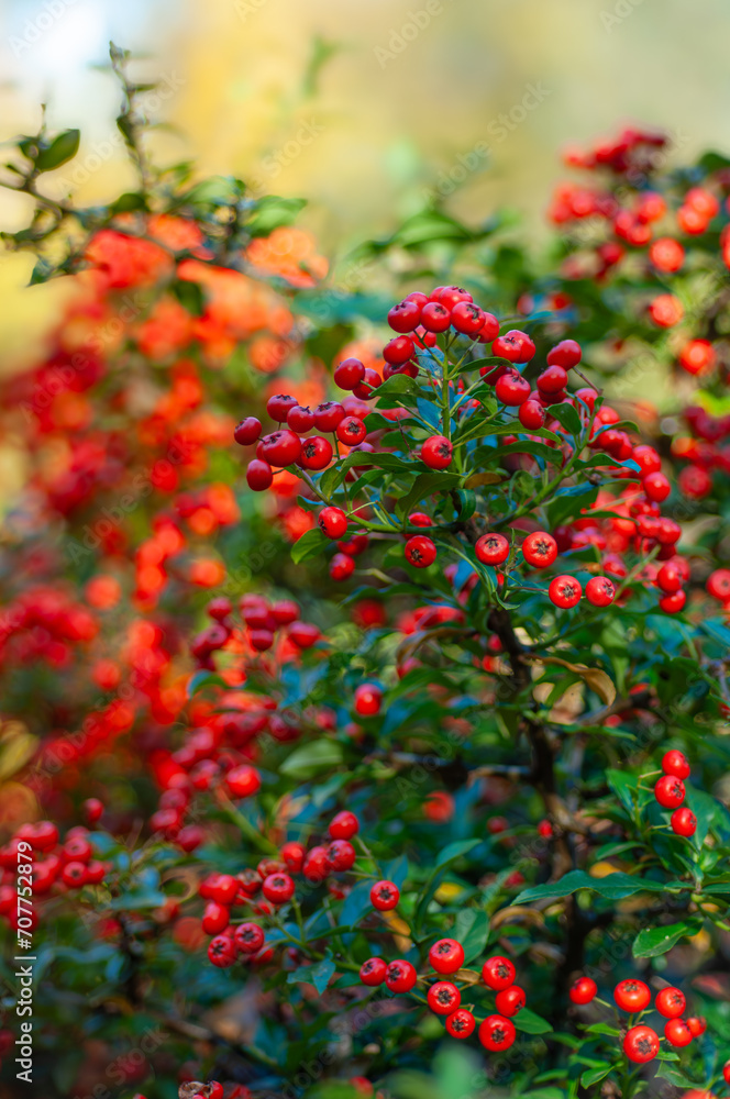 Close-up of vibrant red berries, Pyracantha, commonly known as firethorn, on a burning bush, with a beautifully blurred autumn background. A snapshot of fall's rich colors and delicate beauty. Close-up of vibrant red berries, Pyracantha, commonly known as firethorn, on a burning bush, with a beautifully blurred autumn background. A snapshot of fall's rich colors and delicate beauty.