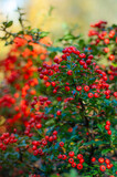 Close-up of vibrant red berries, Pyracantha, commonly known as firethorn, on a burning bush, with a beautifully blurred autumn background. A snapshot of fall's rich colors and delicate beauty.