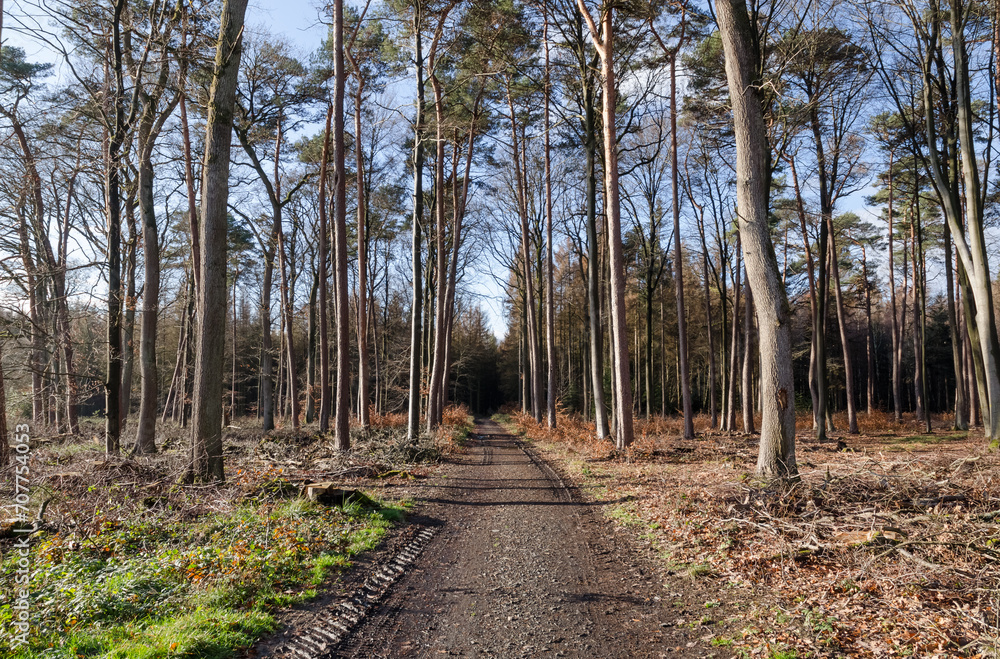 Forest scene during autumn with trees and footpath Forest scene during autumn with trees and footpath