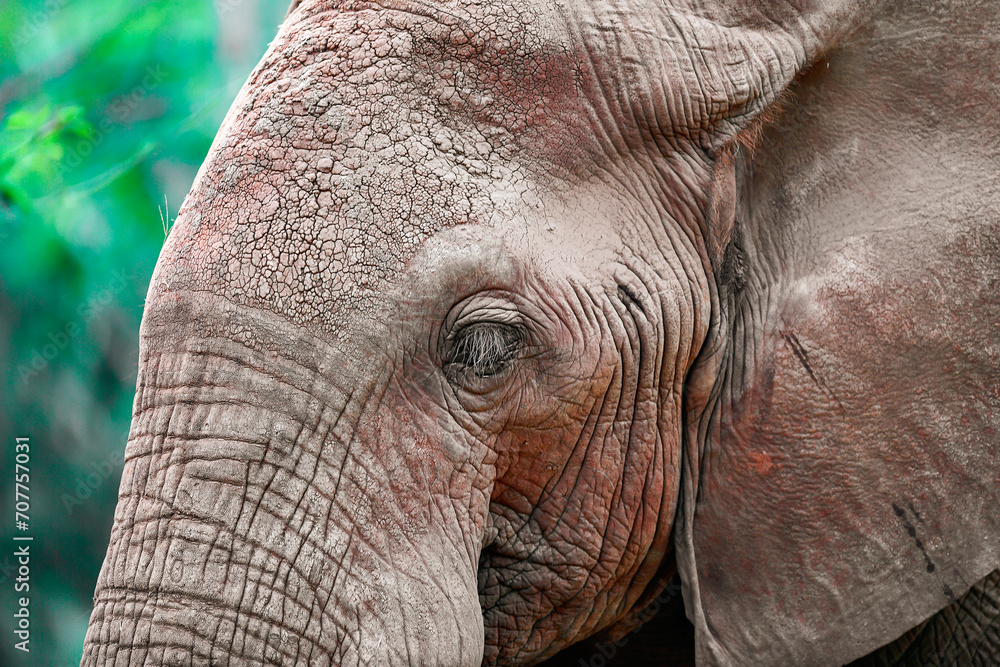 Fototapeta premium big elephant in the savannah of Africa