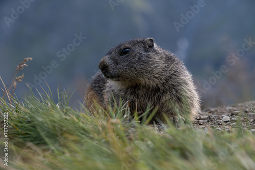 Marmota  at  the Grossglockner © Herbert