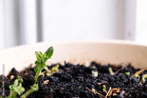 Seedlings of potatoes are grown on the windowsill in a flower pot at home against the window background. Springtime gardening. Fresh greenery. Eco cultivation of organic food. Planting hobby