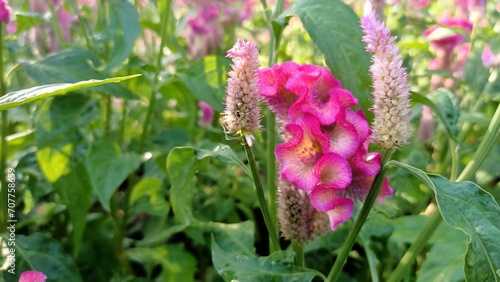 Pink flowers, twisted pink cockscomb (Celosia argentea var. cristata) in the garden. Background image.Greeting card illustration, natural wallpaper background.