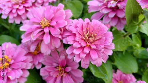 Pink flowers.Common Zinnia  Zinnia elegans  Pink bloom.  Natural background.Blurry image.greeting card illustration.fresh flower background.