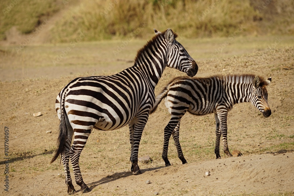 african wildlife, zebras on shore african wildlife, zebras on shore