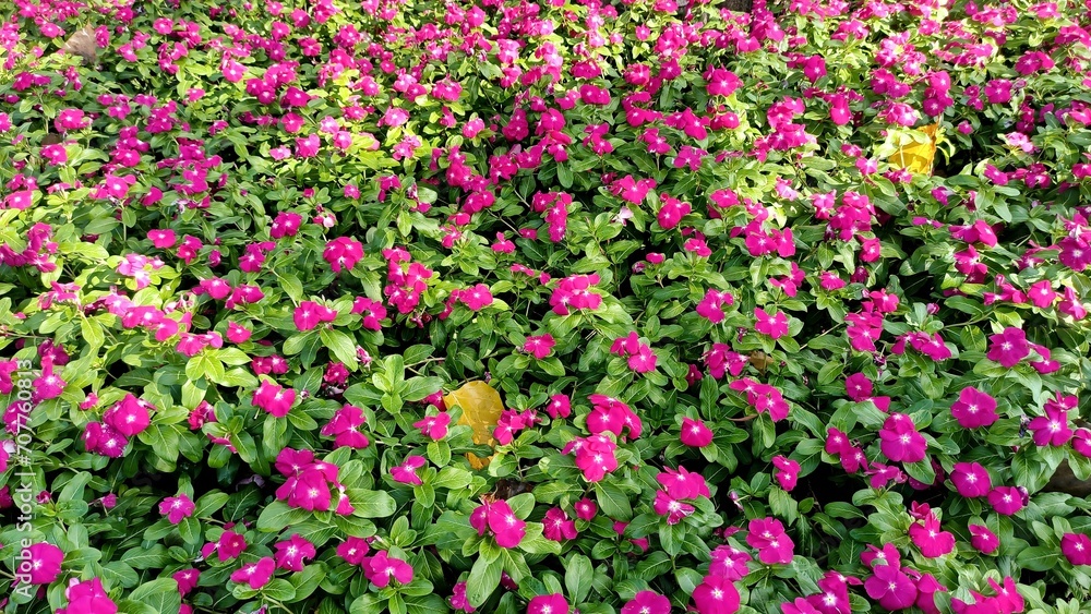 photo of pink flowers, Catharanthus roseus pink, (vinca multiflora) blooming in the garden. Background image.flower greeting card illustration.