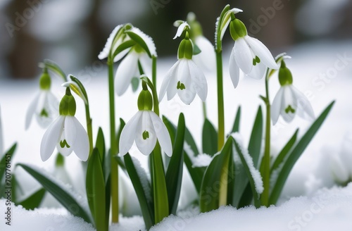 nature awakening in early spring. closeup on snowdrop flowers growing in snow in forest.