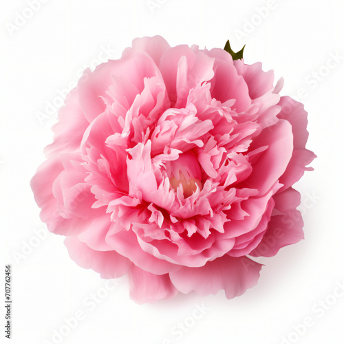 Pink peony isolated on white background