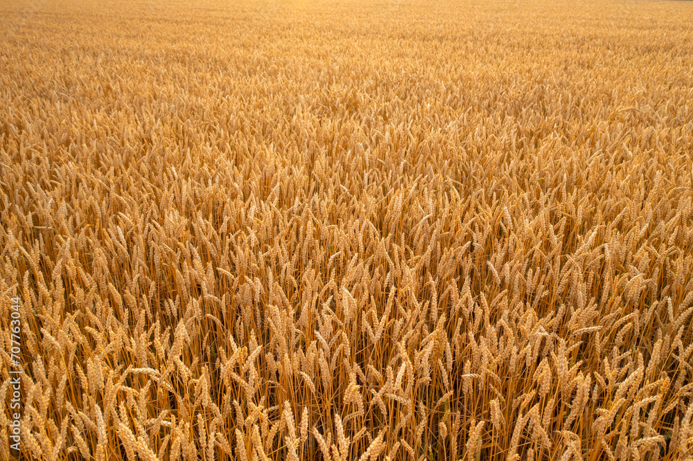 Dry wheat with full ears growth in agricultural field at sunset time aerial view. Ripe crop of cereal cultures ready for harvesting at farm Dry wheat with full ears growth in agricultural field at sunset time aerial view. Ripe crop of cereal cultures ready for harvesting at farm