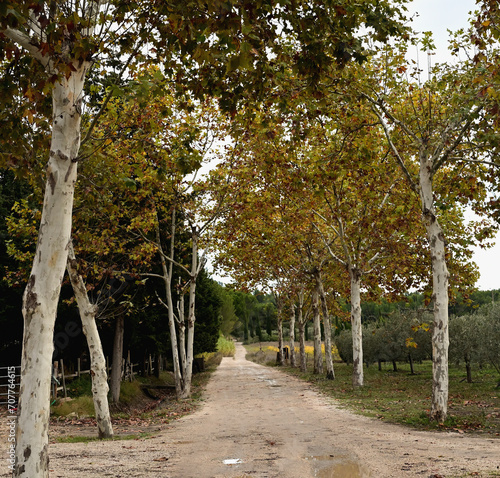 Sycamore Trees along the Road at the Olive Tree Farm in Provence