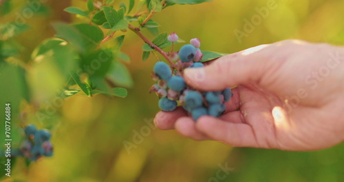 Close-up of a male farmer's hand picking blueberry berries. Blueberry harvest.