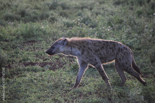 Hyena on a stroll