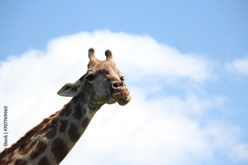 Obraz premium Giraffe