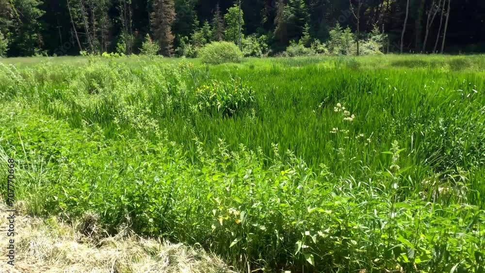 Green meadow and sunshine,