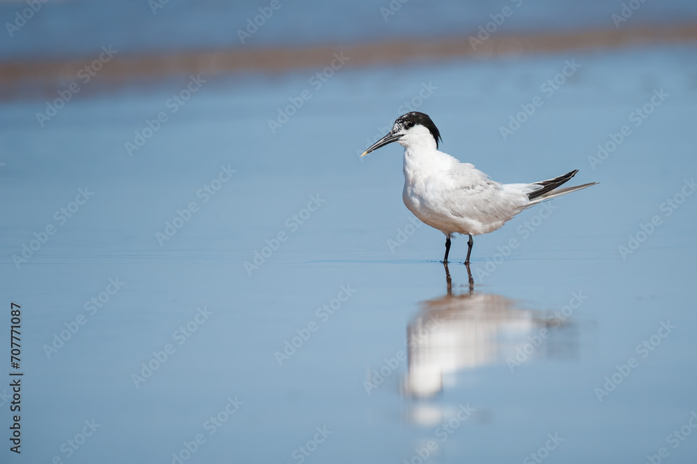 A sandwich tern standing at the beach