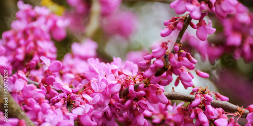 Tableau sur toile closeup of judas tree in blossom