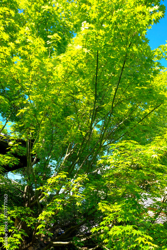 勝林寺境内の新緑の風景