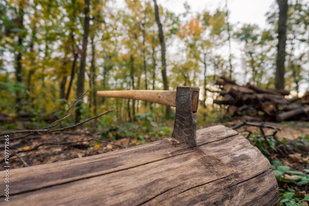 A lumberjack's axe securely lodged in a felled tree. A lumberjack's axe securely lodged in a felled tree.