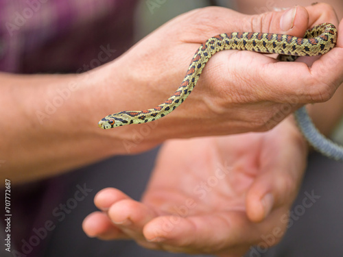 A very young leopard snake in a hand