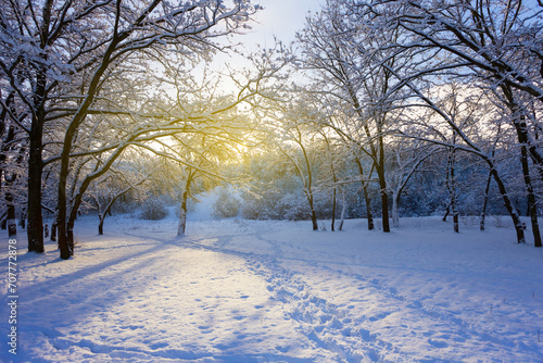 winter snowbound forest glade in light of sparkle sun © Yuriy Kulik